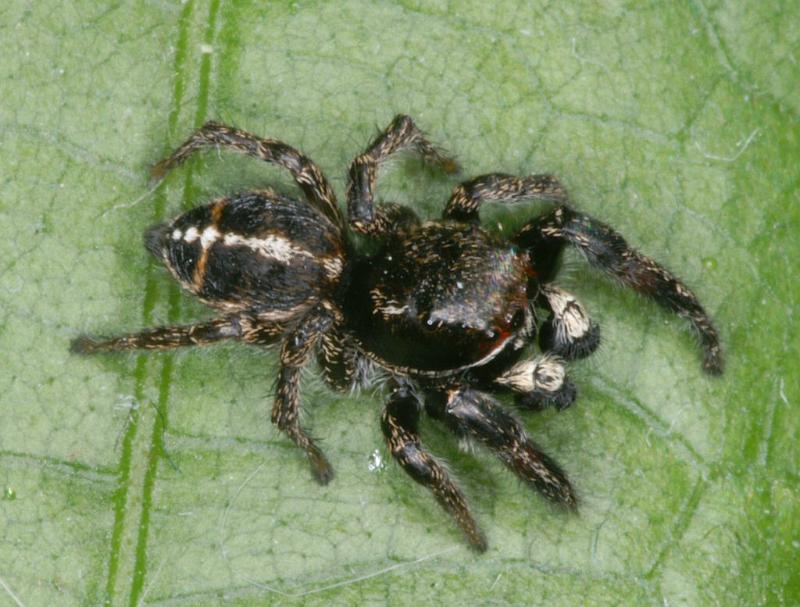 Pellenes_tripunctatus_D3058_Z_90_NP De Hoge Veluwe_Nederland.jpg